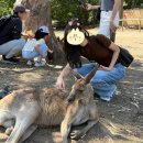 작품3(캥거루) | 호주 브리즈번 여행기 (2) - 론파인 동물원, 모튼섬 스노쿨링 솔직 후기(내돈내산), GOMA