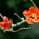 정훈희김태화 꽃밭에서 이미지