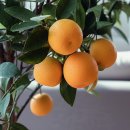 오렌지나무 | 레몬 키우기 (오렌지 레몬나무 키우기)