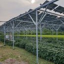 황금2호태양광발전소 | 04. 영농형 태양광, 농사에 '득(得)'일까 '실(失)'일까?