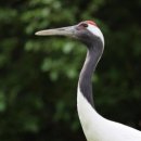 두루미202 이미지