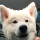 미용해주개 이미지