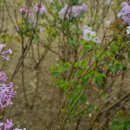 꽃의나라 이미지