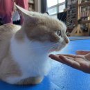 라모타A 이미지