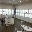 땡자애견 이미지