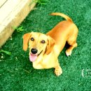 퍼피빌리티 이미지