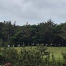 Dog Do | 제주 골프] 울창한 편백나무 숲속 힐링 라운딩, 제주 스프링데일 CC