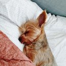 슈나랑베키랑애견미용실 이미지