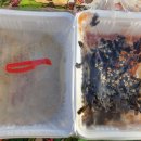 마루김밥커피