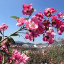 천일홍축제 이미지