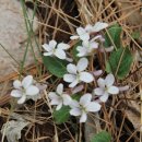 내미로리 이미지