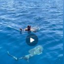 바이오벨리로(분기)R | 비리디언 테라퓨틱스(VRDN) 주가 전망 2026, FDA 승인 앞둔 갑상선 안병증 핵심 종목 투자 방법