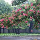 배롱나무거리 이미지