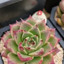 샐리가든 이미지