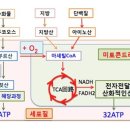 DCA의 항 종양 효과 이미지