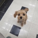 커들리 독 이미지