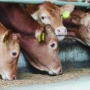 병구농장 이미지