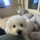 수수펫살롱 이미지