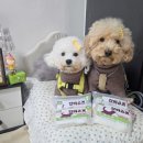 하니멍's(하니멍쓰) | 강아지 일회용 신발 펫요일 갈까슈즈 후기 강아지산책 사용해 본 타사 제품 비교 리뷰