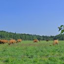 물영아리오름 이미지