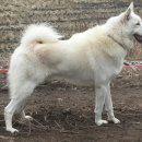 우수흑염소농장 이미지