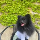 견고하개 이미지