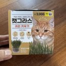 뭉치, 그루밍 | 다이소 캣그라스 키우기, 초보집사도 가능한 귀리 키우기 후기