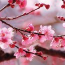 봄이오네 이미지