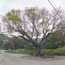 고달선원 | 고달사의 폐사를 지켜본 느티나무
