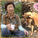 길순 Daum카페