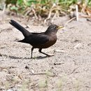 Blackbird 이미지