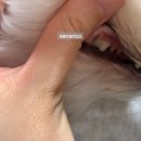 엔젤동물병원 이미지