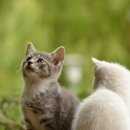 검은고양이 이미지