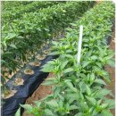 안동농원 이미지