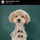 더이쁘개 이미지