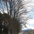 천태산로 이미지