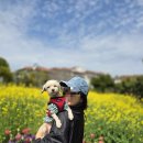 (주)대정 | 빅스마일스위밍풀 대정점 제주도 자유수영 일일입장 원정수영 후기