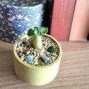 함께 꽃피우는 세상 | 양재 꽃시장, 오렌지자스민 · 아리비쿰 · 아랄리아 득템 후기 🌿