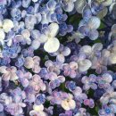 대성사목불좌상 이미지