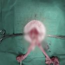 로지동물의료센터 이미지