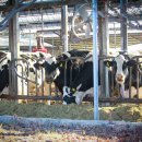 홍동축산 이미지