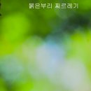 붉은 부리 찌르레기 이미지
