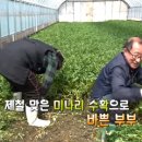 청정미나리영농조합법인 이미지