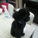 강아지놀이터 이미지