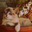 정동물병원 이미지