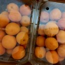 초아농원 이미지