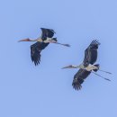 Painted Stork 이미지