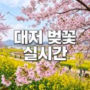 개화주유소 | 부산 대저 벚꽃축제 대저생태공원 실시간 개화 및 유채꽃 상황