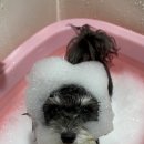 댕그랑댕 이미지