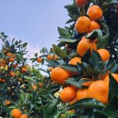 기용농장 | 제주감귤 농장 직거래 가능한 곳, 선물용으로 딱 좋은 귤세상 레드향 후기